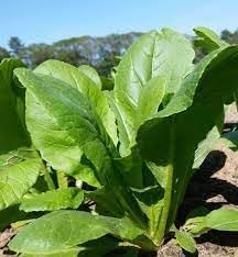 Vegetable Seeds,Garden seeds, Seeds For Planting,Plant Seeds