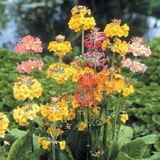 Flower Seeds, Seeds,Seeds For Planting,Plant Seeds