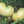 Fruit Seeds,Garden seeds, Seeds For Planting,Plant Seeds