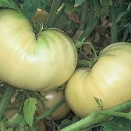 Fruit Seeds,Garden seeds, Seeds For Planting,Plant Seeds