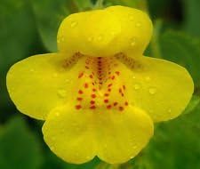 Flower Seeds, Seeds,Seeds For Planting,Plant Seeds