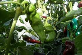 Vegetable Seeds,Garden seeds, Seeds For Planting,Plant Seeds