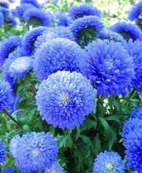 Flower Seeds, Seeds,Seeds For Planting,Plant Seeds