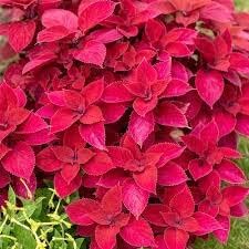 Flower Seeds, Seeds,Seeds For Planting,Plant Seeds