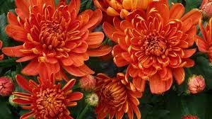 Flower Seeds, Seeds,Seeds For Planting,Plant Seeds