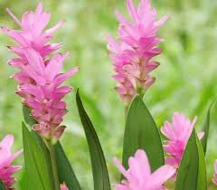 Flower Seeds, Seeds,Seeds For Planting,Plant Seeds