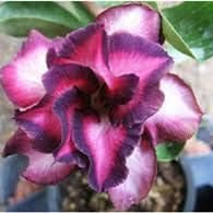 Flower Seeds, Seeds,Seeds For Planting,Plant Seeds
