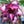 Flower Seeds, Seeds,Seeds For Planting,Plant Seeds