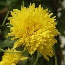 Flower Seeds, Seeds,Seeds For Planting,Plant Seeds