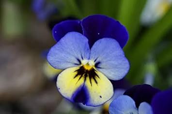 Flower Seeds, Seeds,Seeds For Planting,Plant Seeds