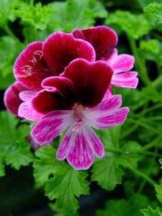 Flower Seeds, Seeds,Seeds For Planting,Plant Seeds