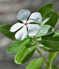 Flower Seeds, Seeds,Seeds For Planting,Plant Seeds