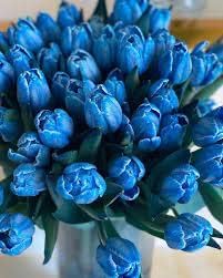 Flower Seeds, Seeds,Seeds For Planting,Plant Seeds