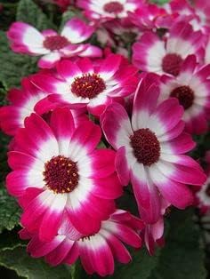 Flower Seeds, Seeds,Seeds For Planting,Plant Seeds