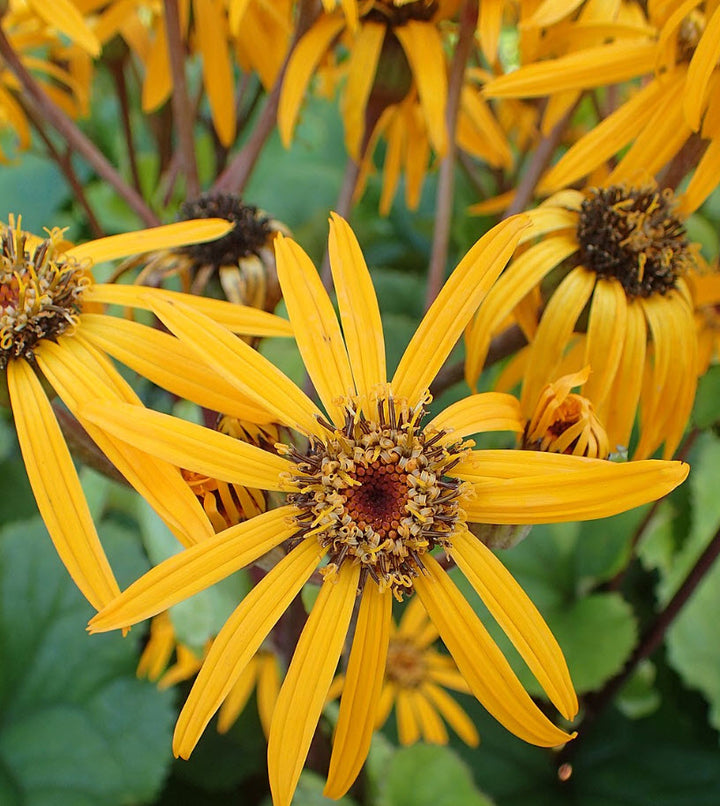 Ligularia Dentata Flower Seeds for Planting – Heirloom, Non-GMO, High Germination Organic Garden Seeds