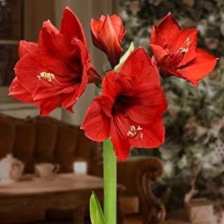 Flower Seeds, Seeds,Seeds For Planting,Plant Seeds