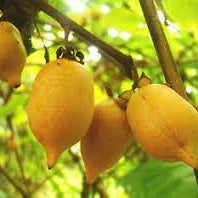 Fruit Seeds,Garden seeds, Seeds For Planting,Plant Seeds