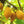 Fruit Seeds,Garden seeds, Seeds For Planting,Plant Seeds