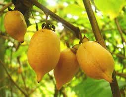 Fruit Seeds,Garden seeds, Seeds For Planting,Plant Seeds