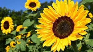 Flower Seeds, Seeds,Seeds For Planting,Plant Seeds
