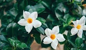 Flower Seeds, Seeds,Seeds For Planting,Plant Seeds