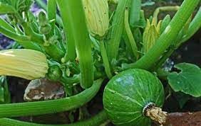 Vegetable Seeds,Garden seeds, Seeds For Planting,Plant Seeds