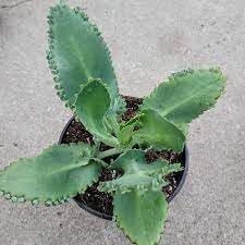 Flower Seeds, Seeds,Seeds For Planting,Plant Seeds