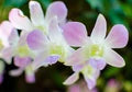Purple White Ascocentrum Flower Seeds for Planting – Heirloom, Non-GMO, High Germination Organic Garden Seeds