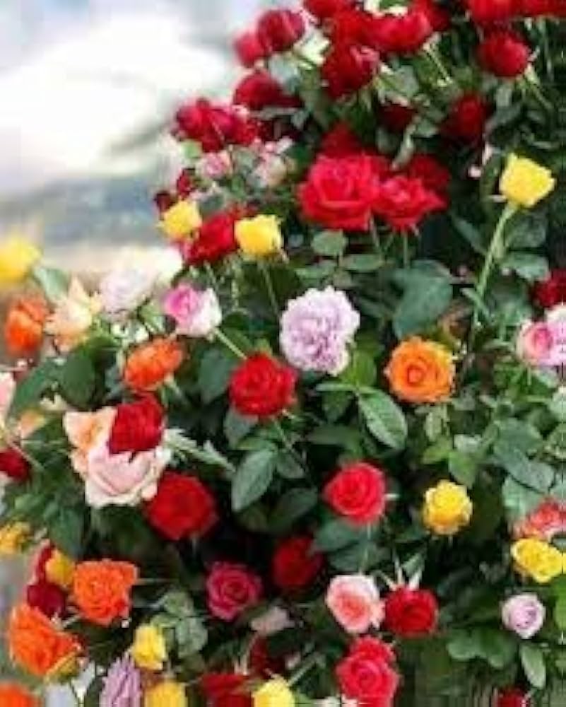 Rose Tree Flower Seeds for Planting - Sun Loving, Heirloom, Non-GMO, High Germination Organic Garden Seeds