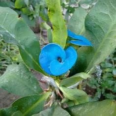 Flower Seeds, Seeds,Seeds For Planting,Plant Seeds
