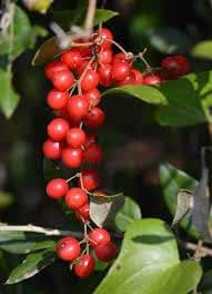 Sarsaparilla Nostrana Herb Seeds – Heirloom, Non-GMO Seeds for Traditional Herbal Garden Planting