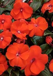 Orange Impatiens Flower Seeds for Planting – Heirloom, Non-GMO, High Germination Organic Garden Seeds