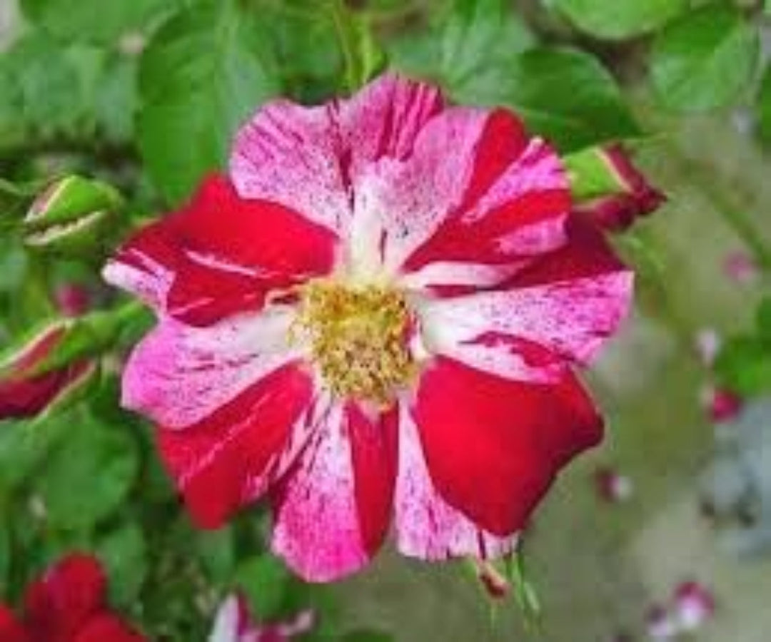 Flower Seeds, Seeds,Seeds For Planting,Plant Seeds