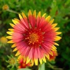 Flower Seeds, Seeds,Seeds For Planting,Plant Seeds