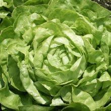 Vegetable Seeds,Garden seeds, Seeds For Planting,Plant Seeds