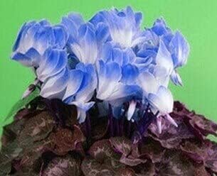 Blue White Cyclamen Flower Seeds for Planting – Heirloom, Non-GMO, Perfect Borders Home Garden