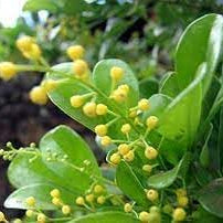 Flower Seeds, Seeds,Seeds For Planting,Plant Seeds