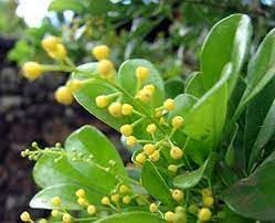 Flower Seeds, Seeds,Seeds For Planting,Plant Seeds