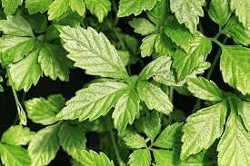 Flower Seeds, Seeds,Seeds For Planting,Plant Seeds