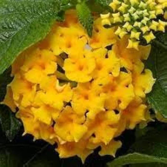 Thick Yellow Hydrangea Flower Seeds for Planting – Heirloom, Non-GMO, High Germination Garden Seeds