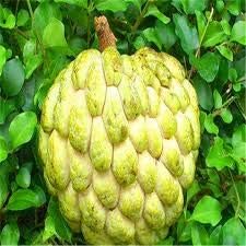 Fruit Seeds,Garden seeds, Seeds For Planting,Plant Seeds