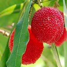 Fruit Seeds,Garden seeds, Seeds For Planting,Plant Seeds