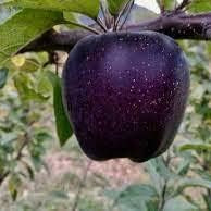 Fruit Seeds,Garden seeds, Seeds For Planting,Plant Seeds