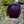 Fruit Seeds,Garden seeds, Seeds For Planting,Plant Seeds