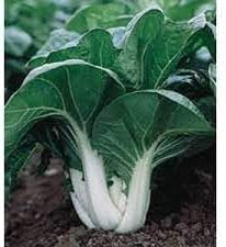 Vegetable Seeds,Garden seeds, Seeds For Planting,Plant Seeds