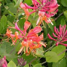Flower Seeds, Seeds,Seeds For Planting,Plant Seeds