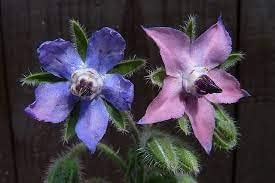 Borago Flower Seeds Mixed for Planting – Vibrant Edible Blooms for Garden & Kitchen