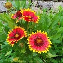 Flower Seeds, Seeds,Seeds For Planting,Plant Seeds