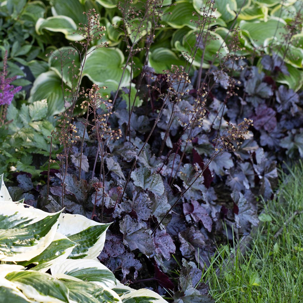 Black Obsidian Flower Seeds for Planting – Heirloom Non-GMO, High Germination Organic Garden Seeds