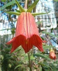 Flower Seeds, Seeds,Seeds For Planting,Plant Seeds